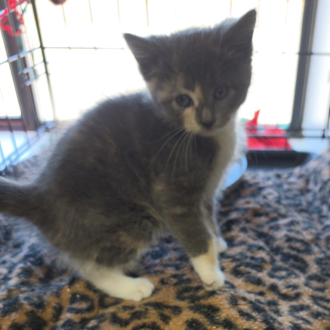 Enlarge Puppet, an adopted mixed breed in Clarksville, VA image 1/1