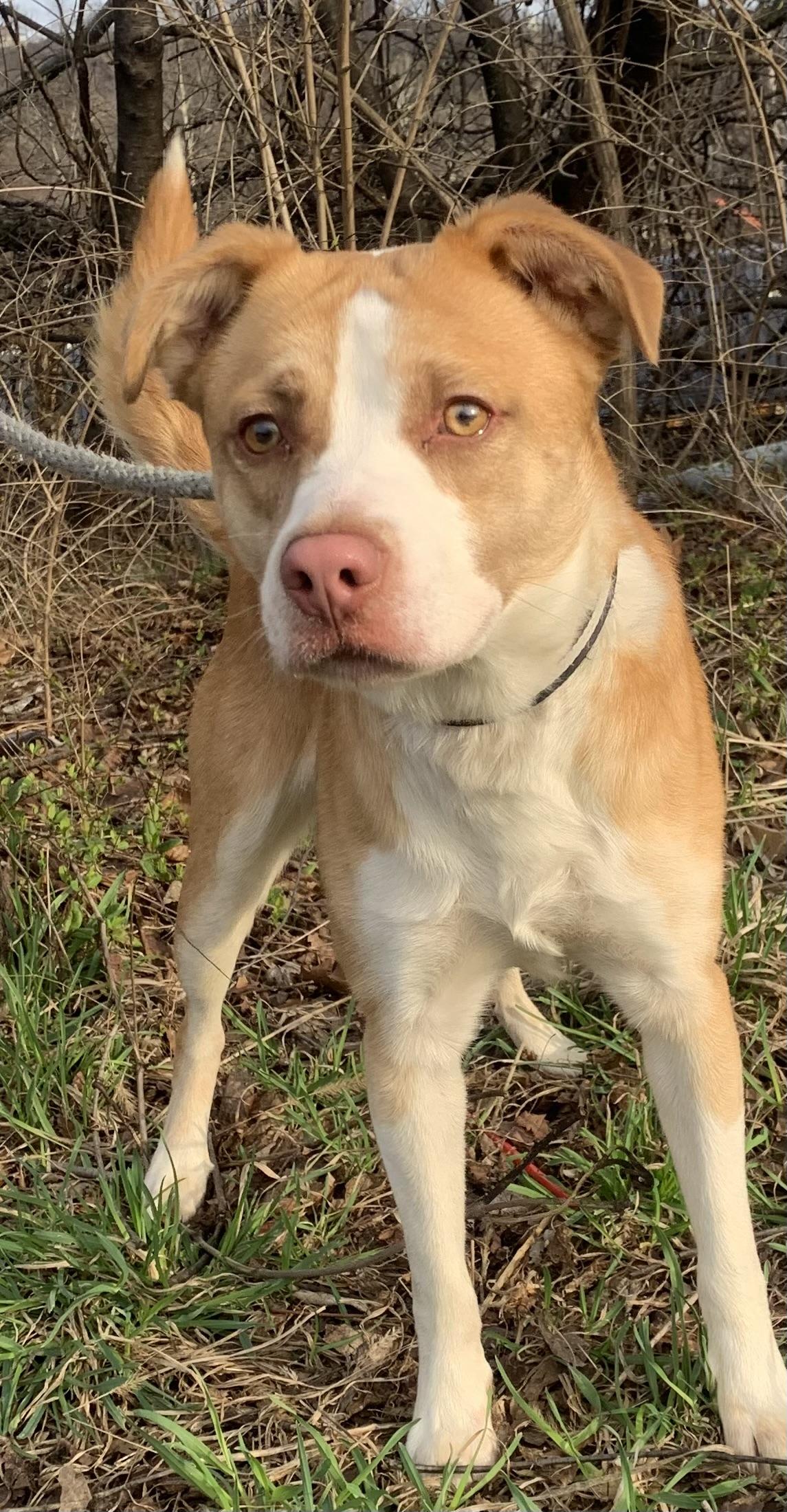 Edison , an adopted Mixed Breed in McKeesport, PA image 2/4