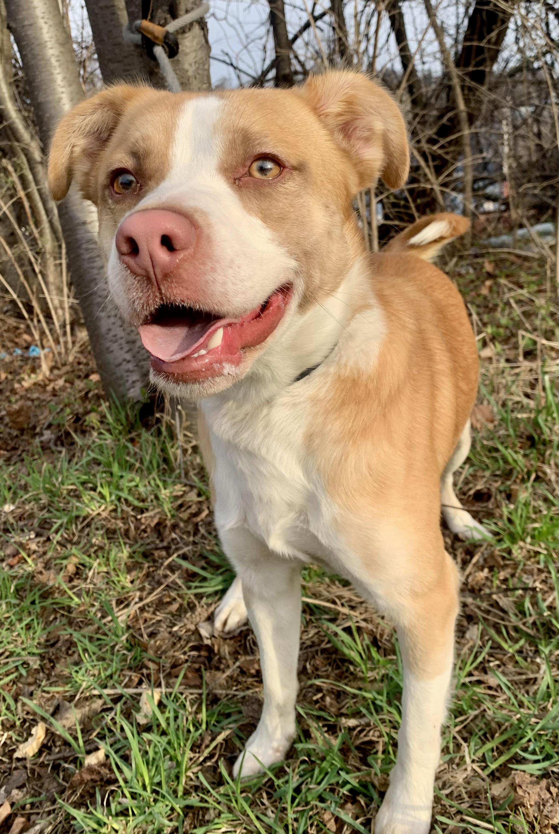 Edison , an adopted Mixed Breed in McKeesport, PA image 3/4
