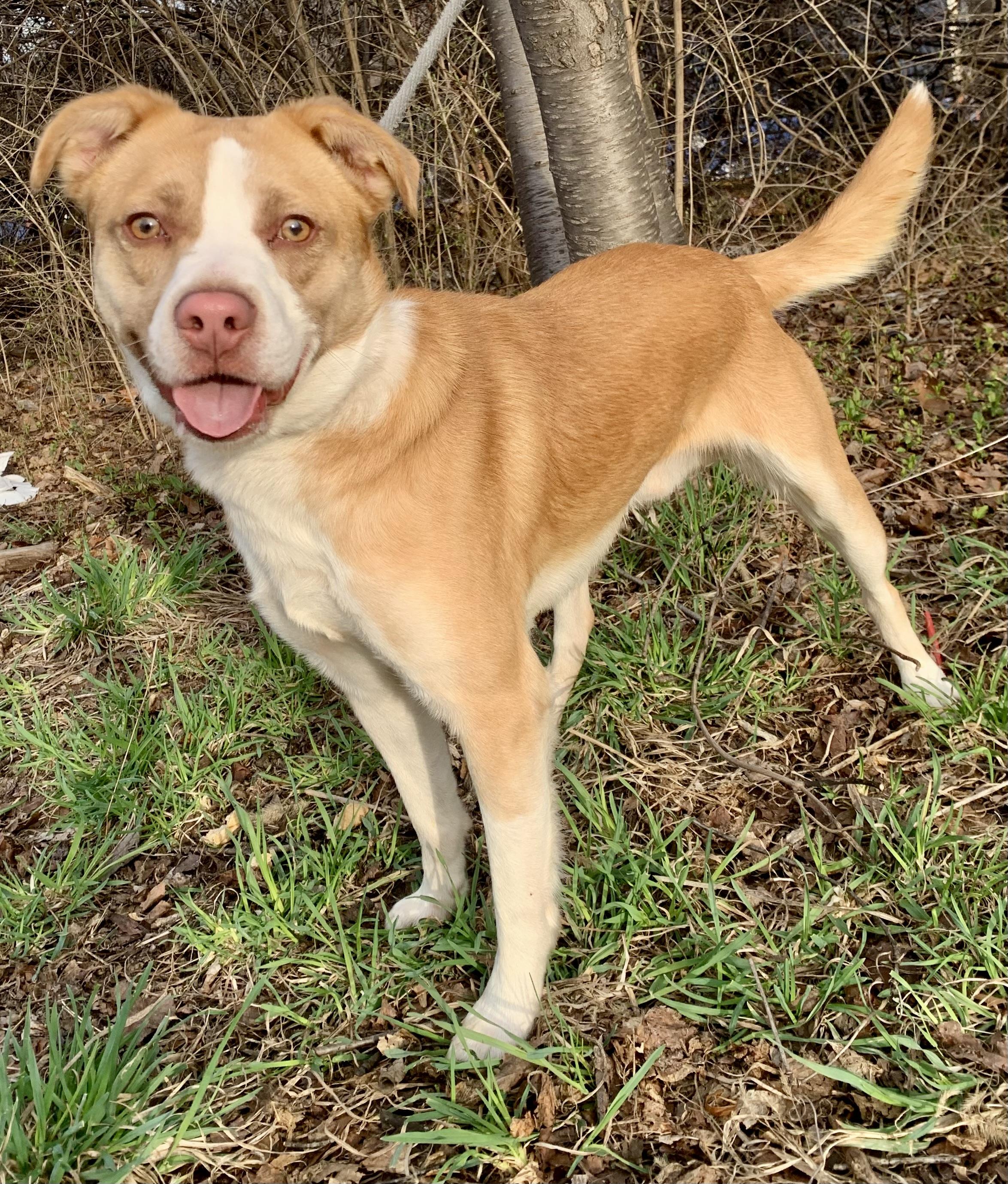 Edison , adopted, Young Male Mixed Breed.