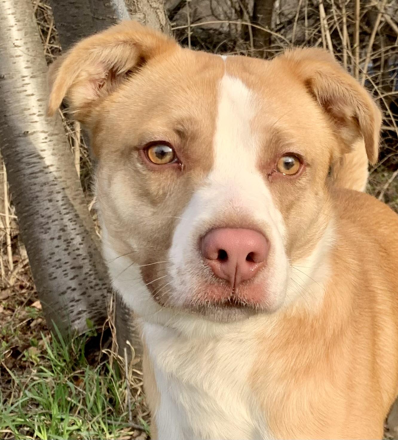 Edison , an adopted Mixed Breed in McKeesport, PA image 4/4