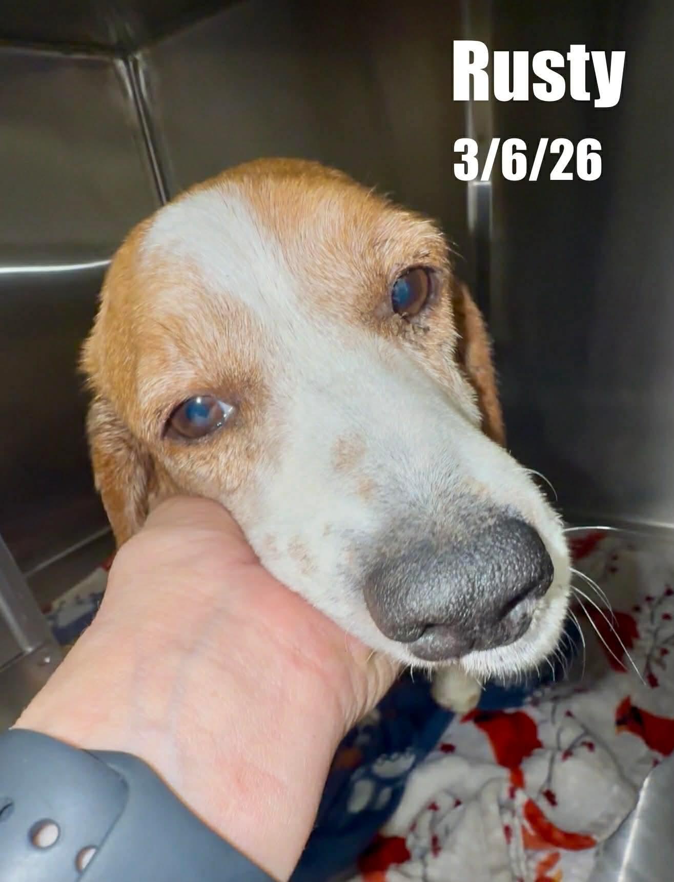 Enlarge Rusty, a Adoptable Beagle in Berlin, MD image 1/1