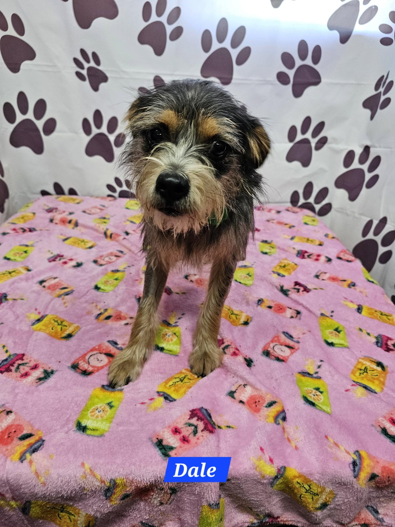 Dale, Adoptable, Adult Male Schnauzer.