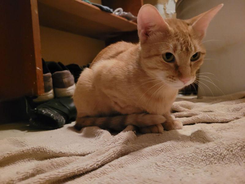 Miss Sienna, Adoptable, Young Female Tabby & Domestic Short Hair.