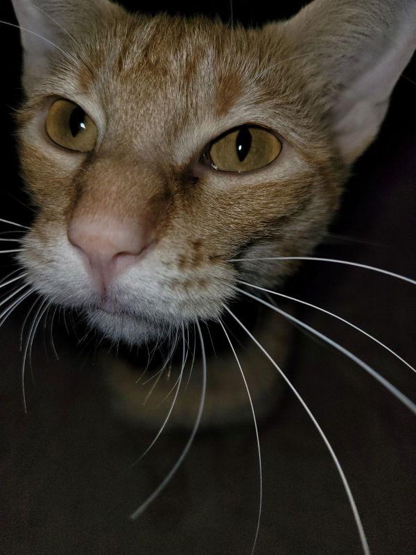 Enlarge Miss Sienna, a Adoptable mixed breed in Pineville, LA image 2/3