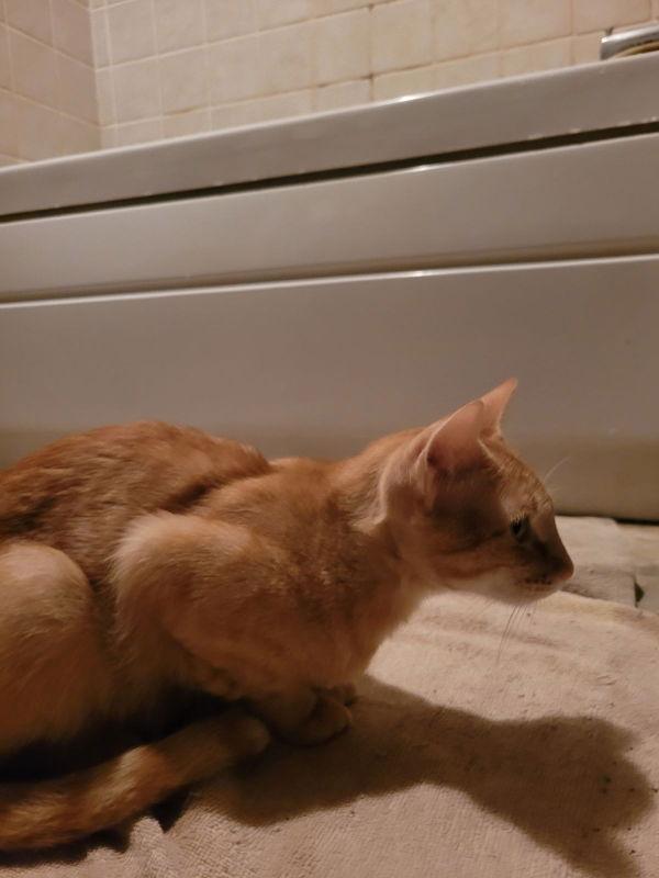 Enlarge Miss Sienna, a Adoptable mixed breed in Pineville, LA image 3/3