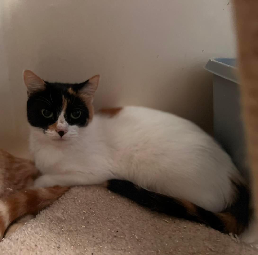 TILLIE, Adoptable, Adult Female Calico.