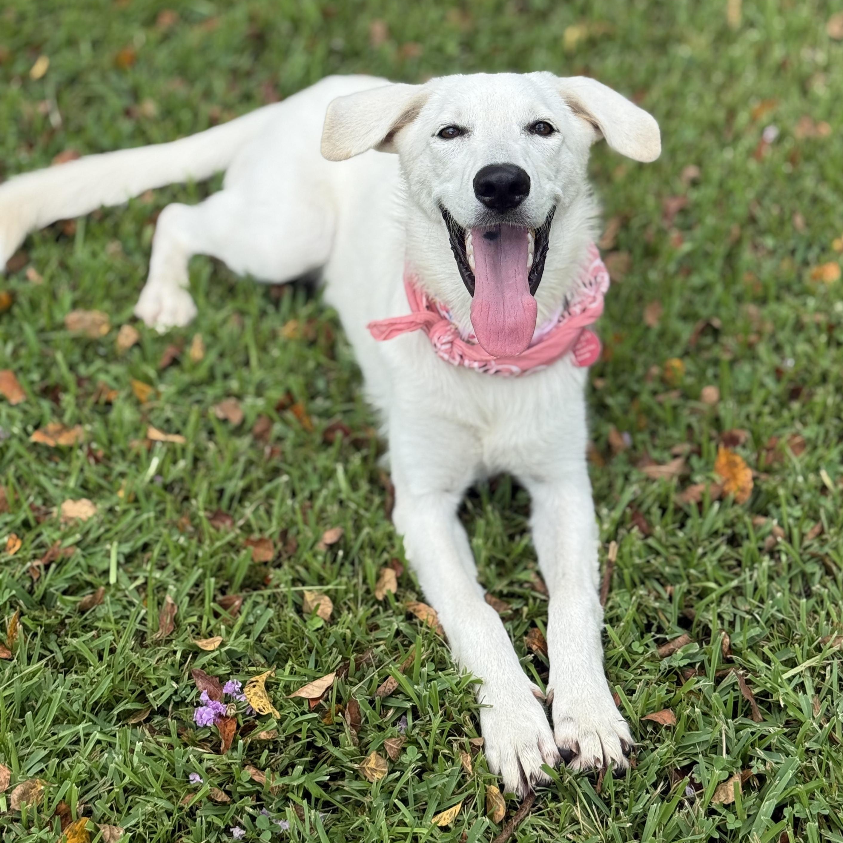 Sizzle, ADOPTABLE, Young Female Labrador Retriever & Mixed Breed.