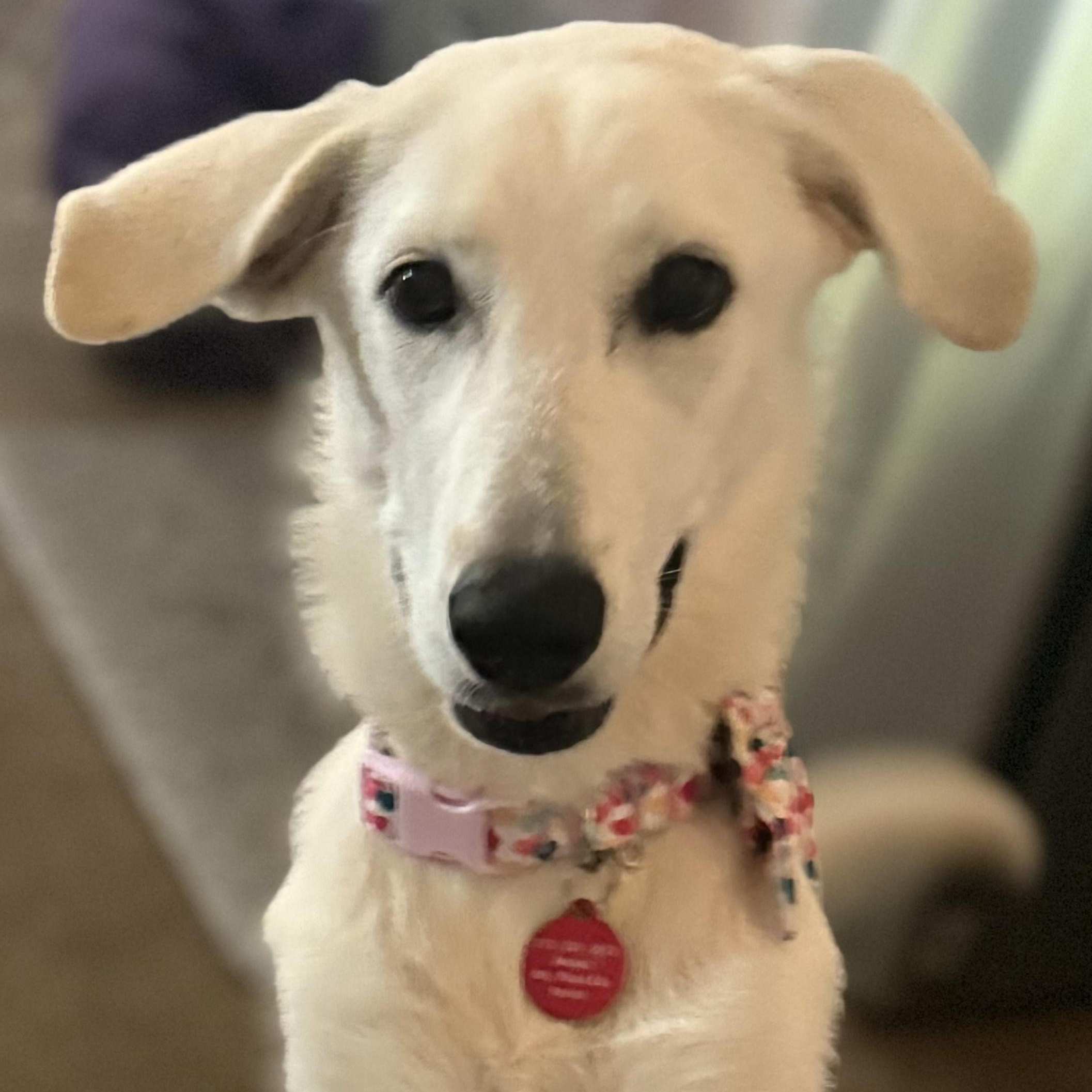 Sizzle, a ADOPTABLE mixed breed in York, PA image 3/5