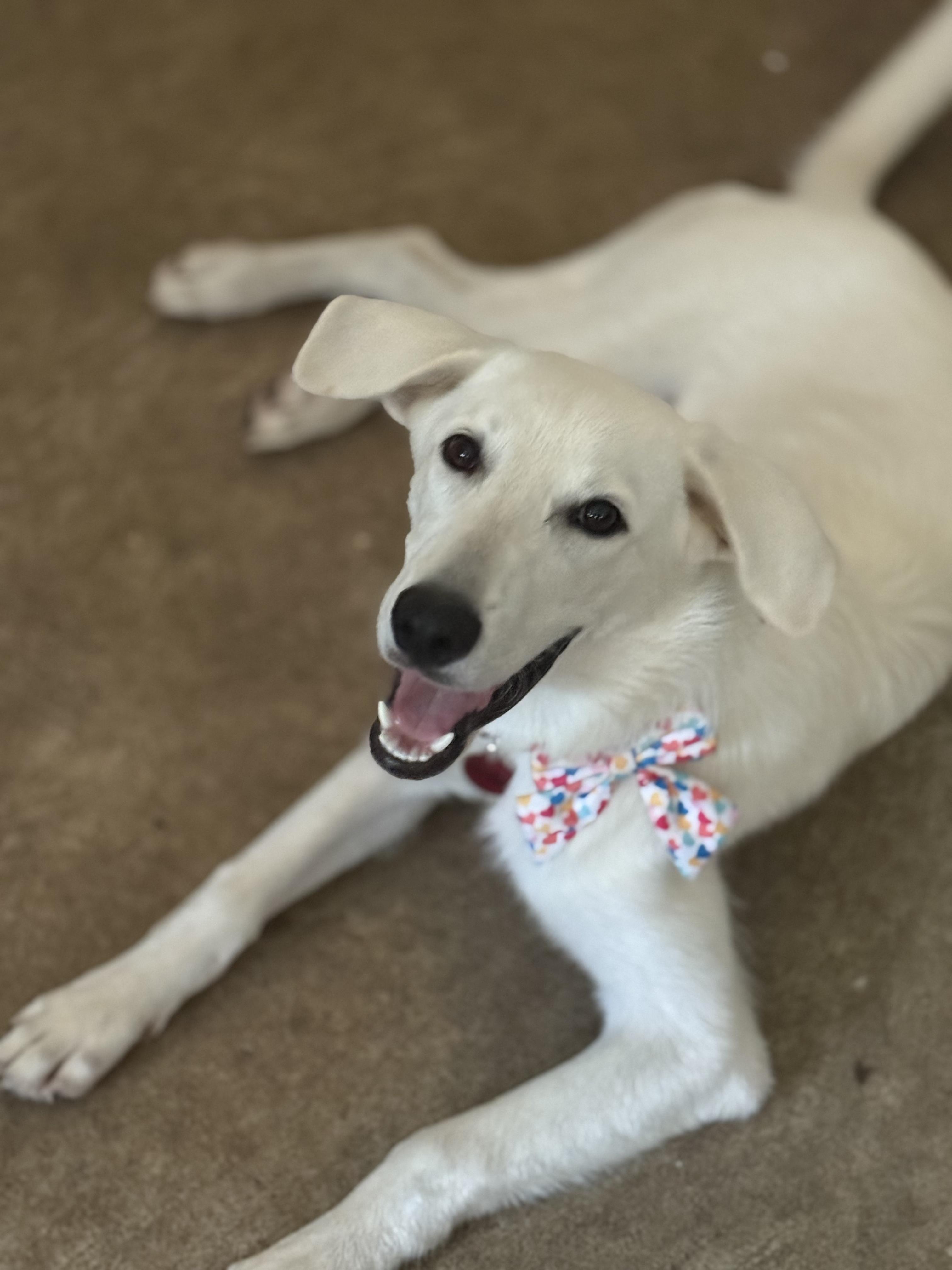 Sizzle, a ADOPTABLE mixed breed in York, PA image 2/5