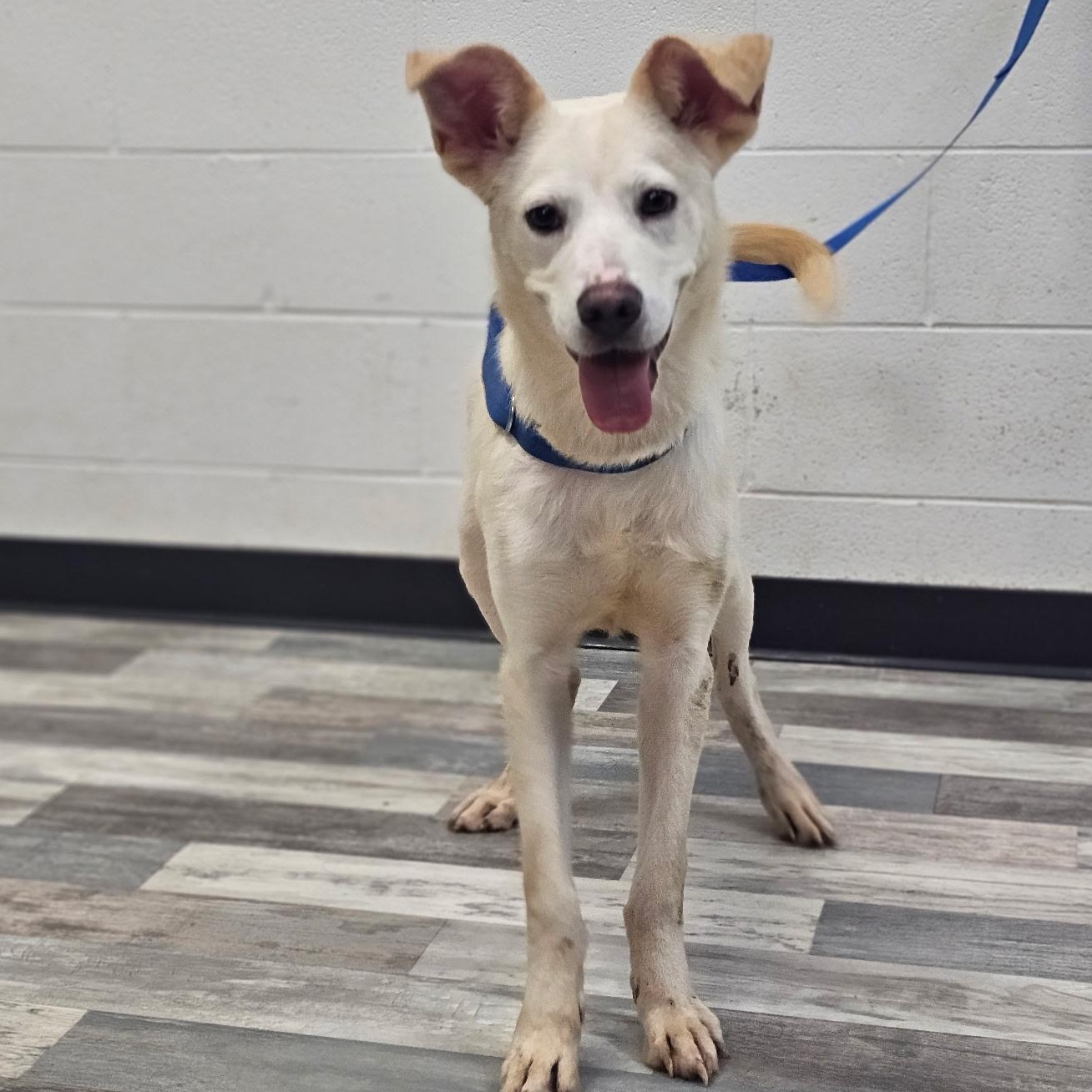 Sizzle, a ADOPTABLE mixed breed in York, PA image 5/5