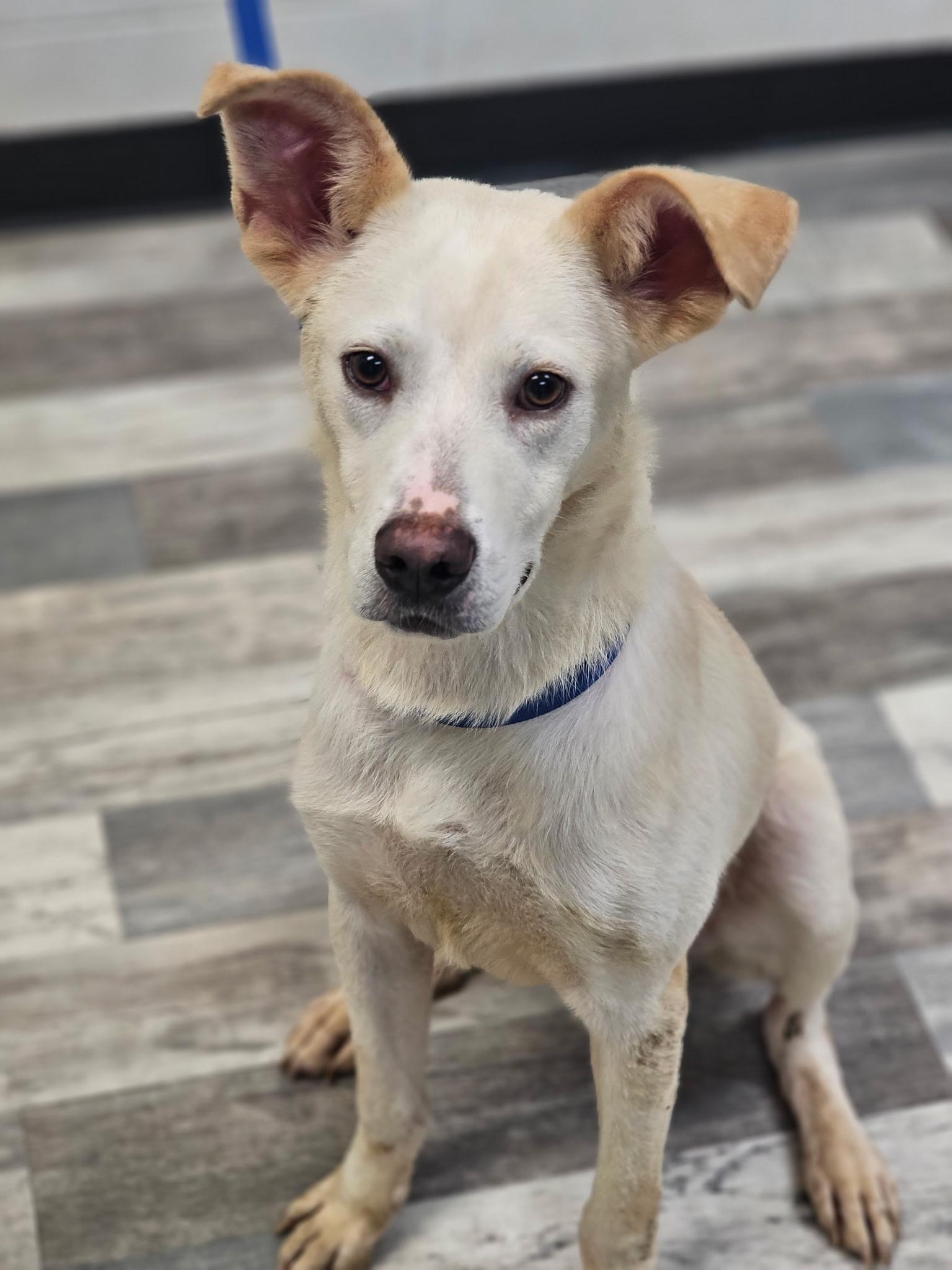 Sizzle, a ADOPTABLE mixed breed in York, PA image 4/5