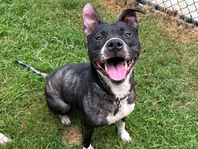 BOOGIE, Adoptable, Adult Female Bull Terrier.