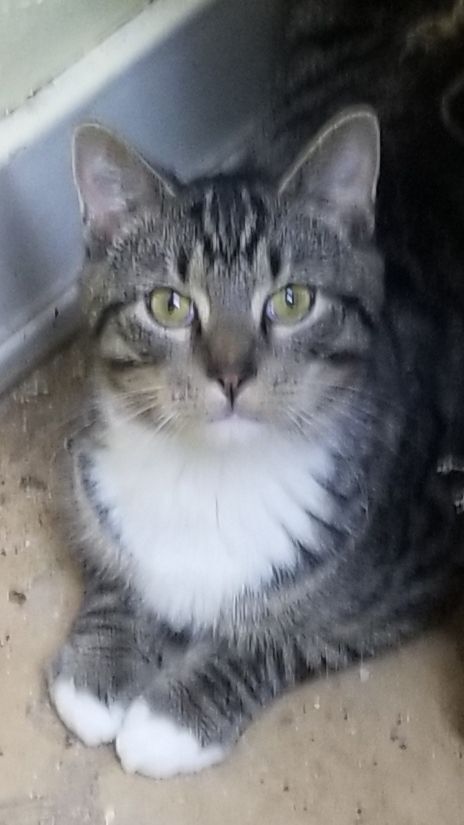 Jasper, Young Male unknown
