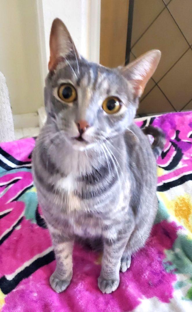 Enlarge Dottie, a Adoptable mixed breed in Chino Hills, CA image 1/4