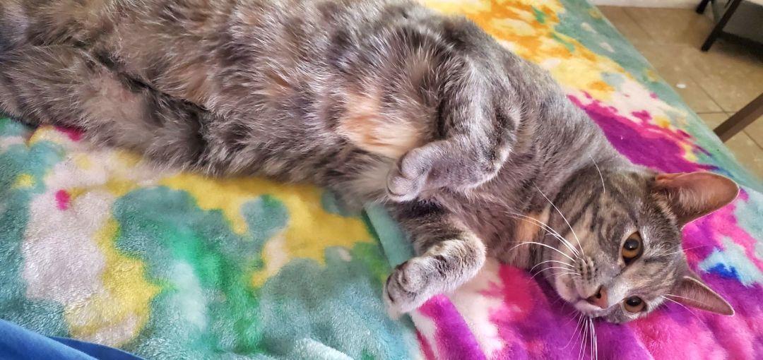 Enlarge Dottie, a Adoptable mixed breed in Chino Hills, CA image 4/4