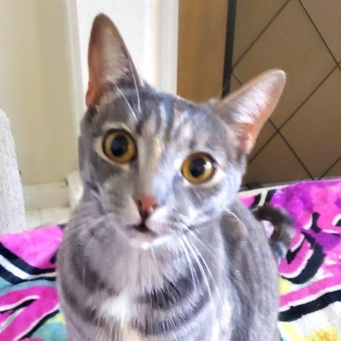 Enlarge Dottie, a Adoptable mixed breed in Chino Hills, CA image 2/4