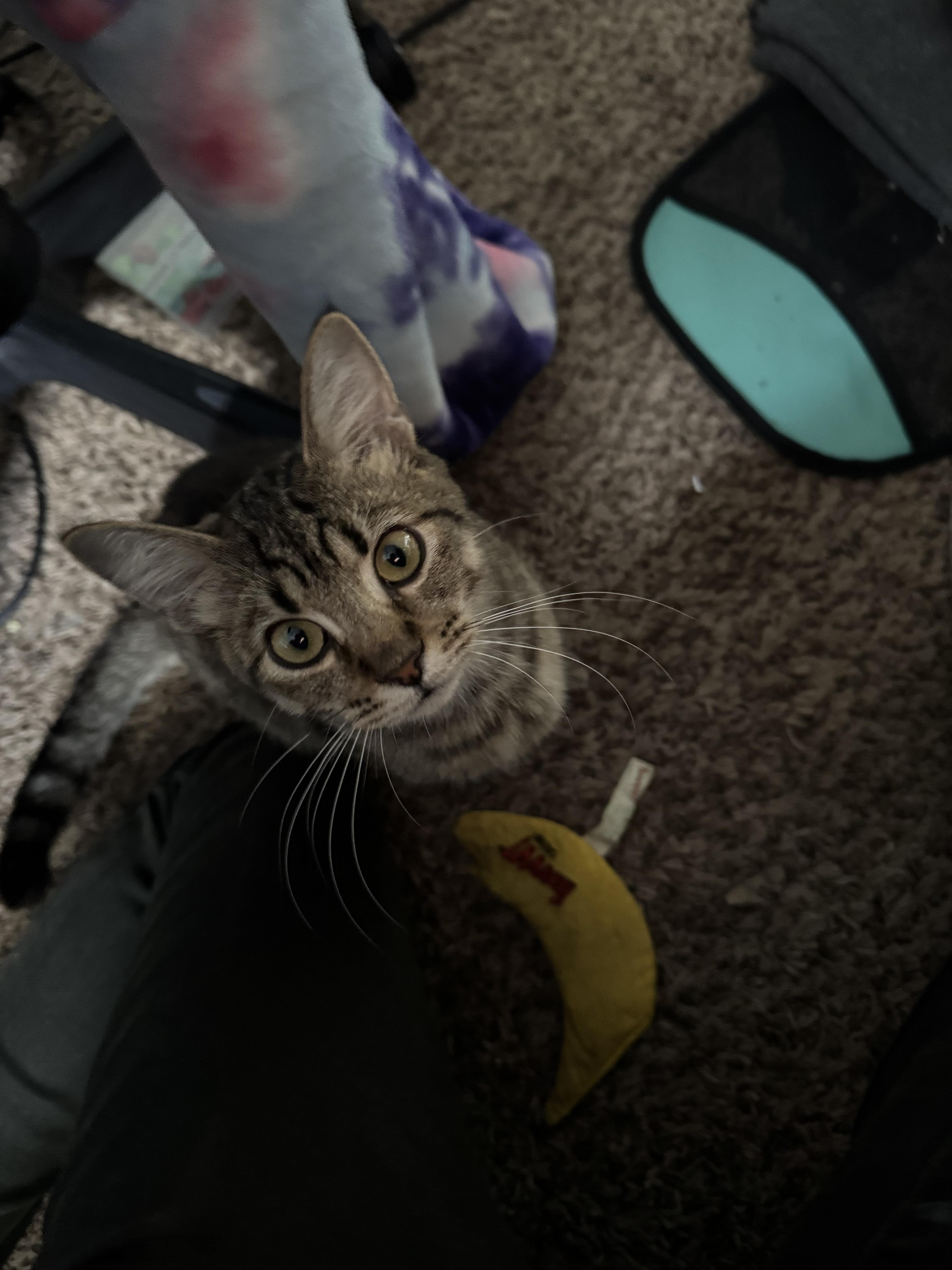 Enlarge Sprinkle, a Adoptable Tabby in Columbus, OH image 6/6