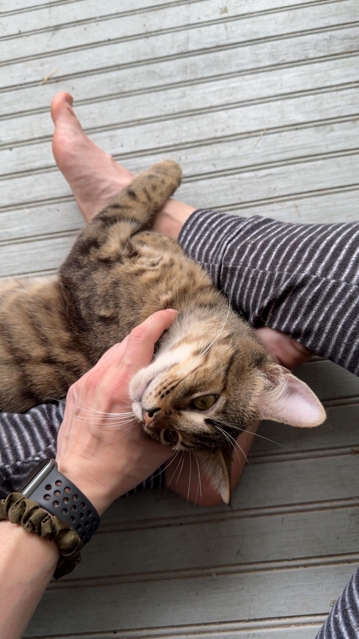 Enlarge Sprinkle, a Adoptable Tabby in Columbus, OH image 2/6