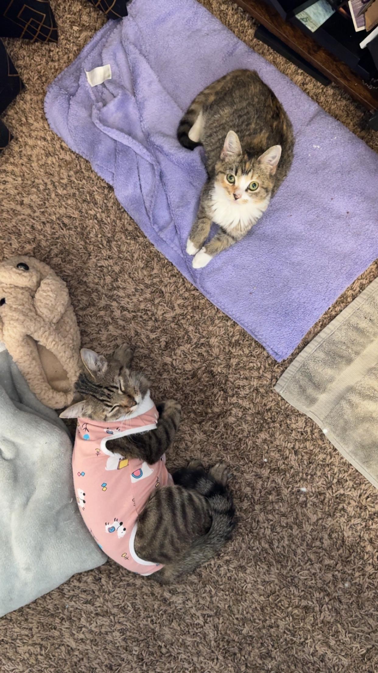 Enlarge Sprinkle, a Adoptable Tabby in Columbus, OH image 5/6