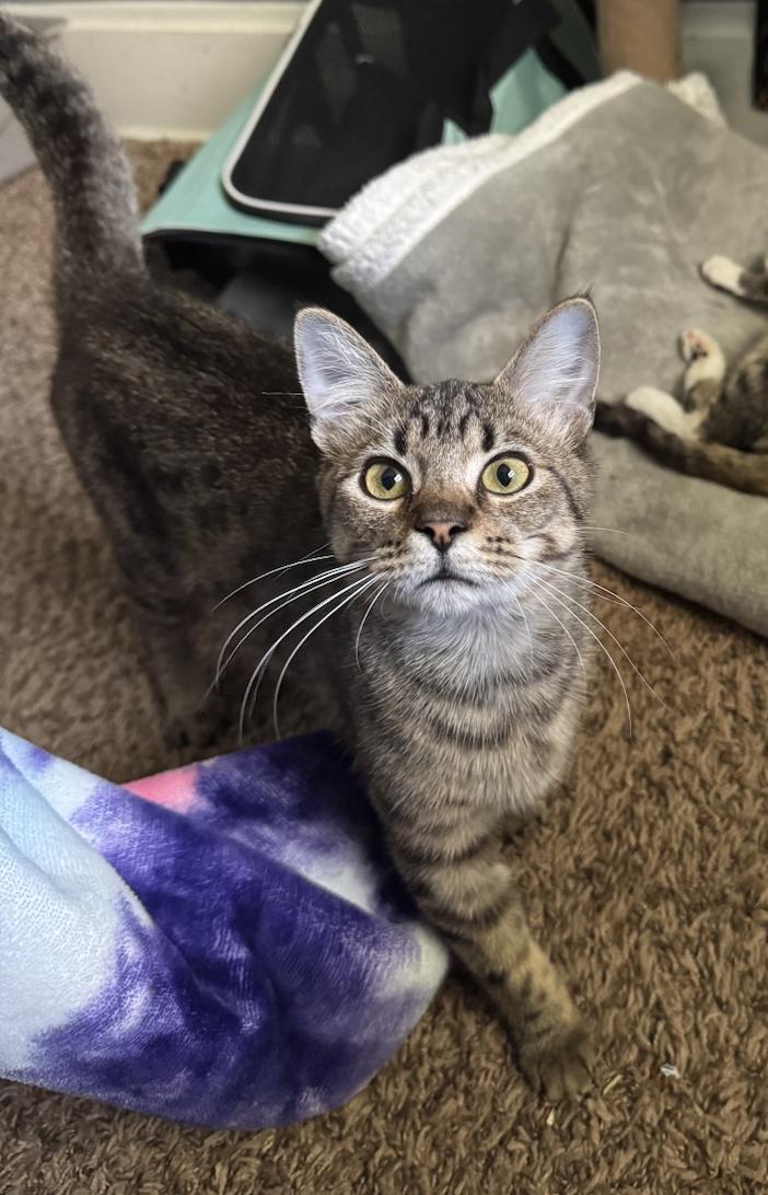 Enlarge Sprinkle, a Adoptable Tabby in Columbus, OH image 1/6