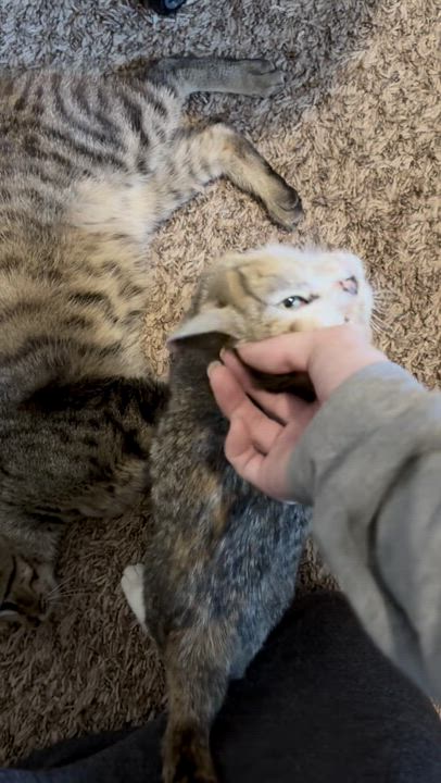 Enlarge Sprinkle, a Adoptable Tabby in Columbus, OH video 3/6