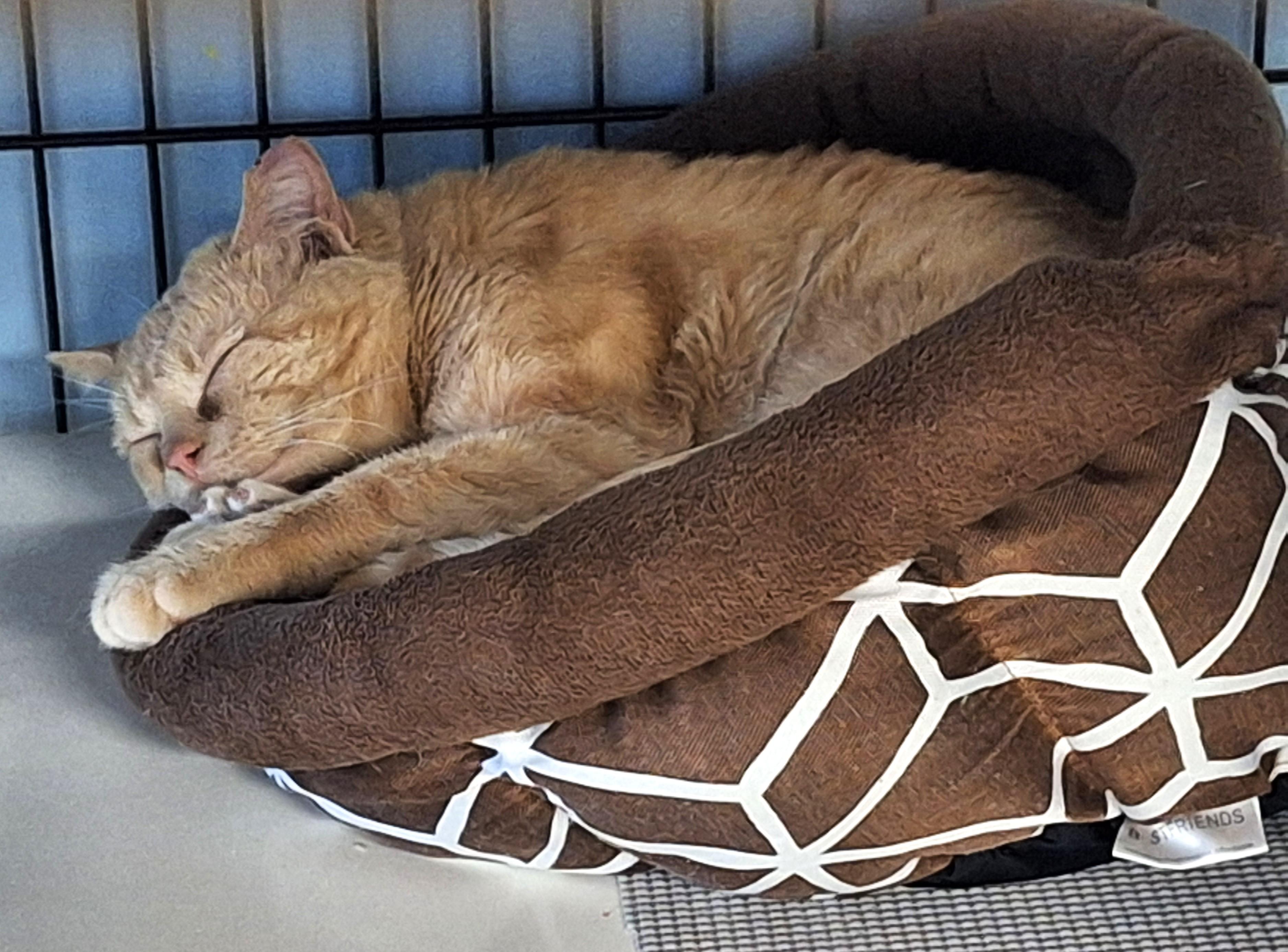 Petey, a Adoptable mixed breed in Spokane, WA image 4/4