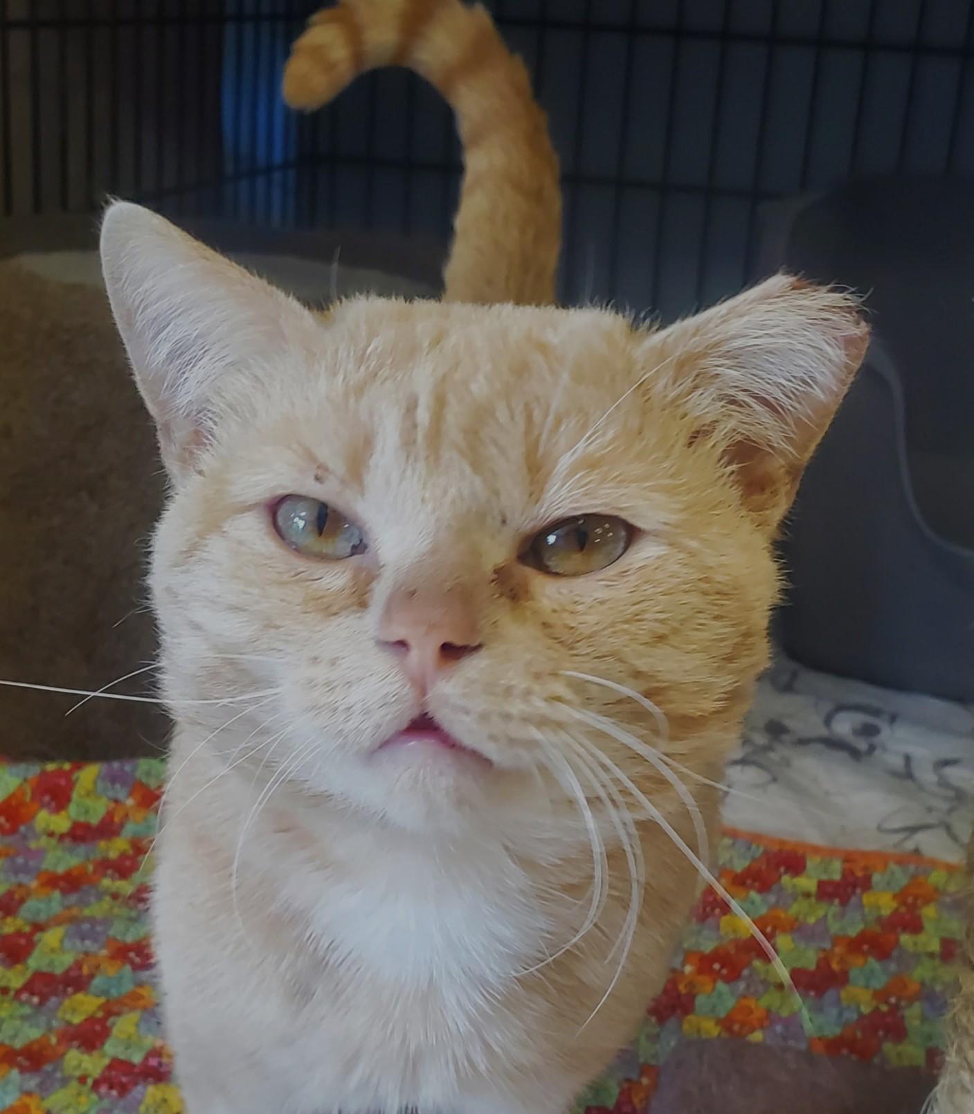 Petey, adoptable, Adult Male Domestic Short Hair.