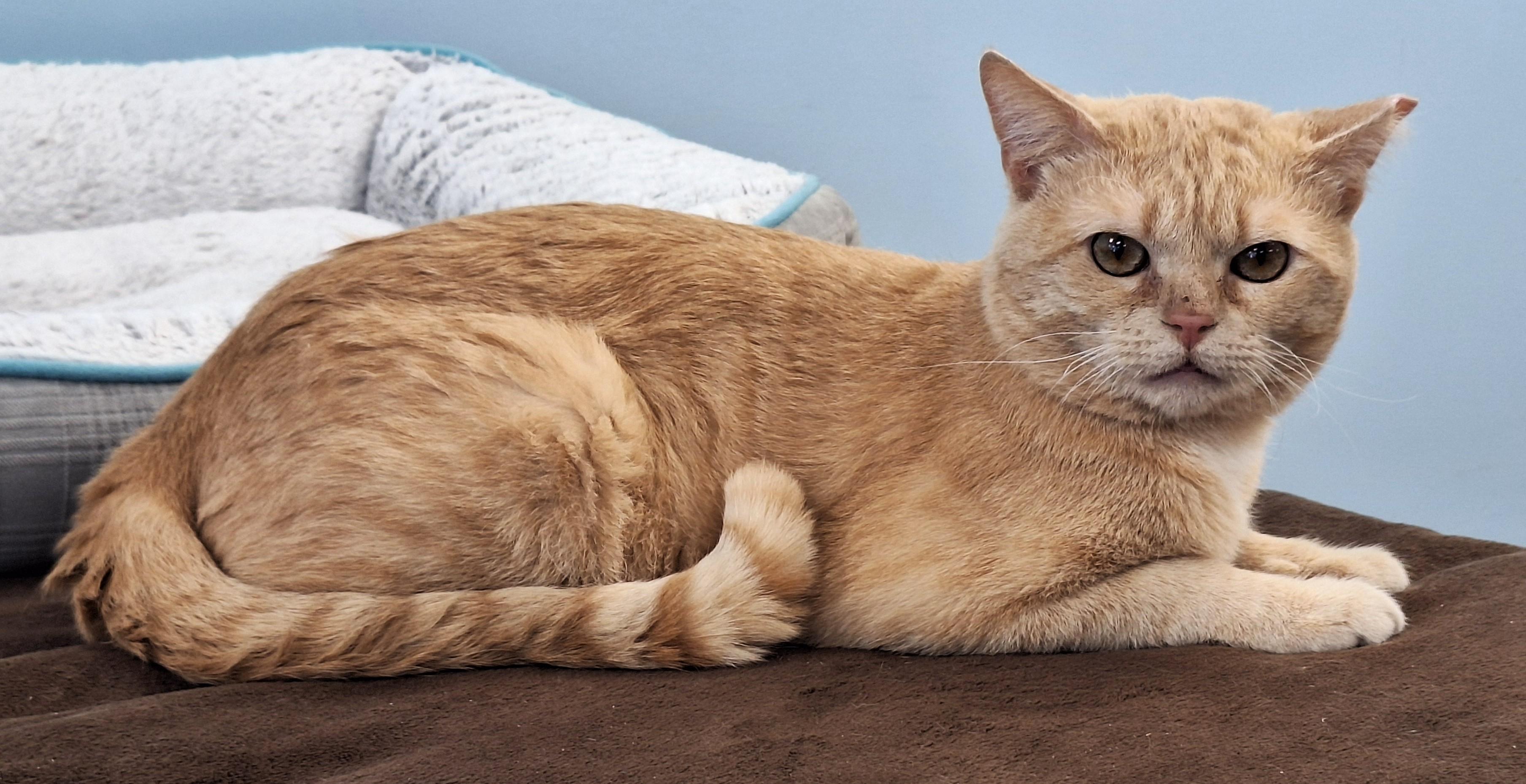 Petey, a Adoptable mixed breed in Spokane, WA image 3/4
