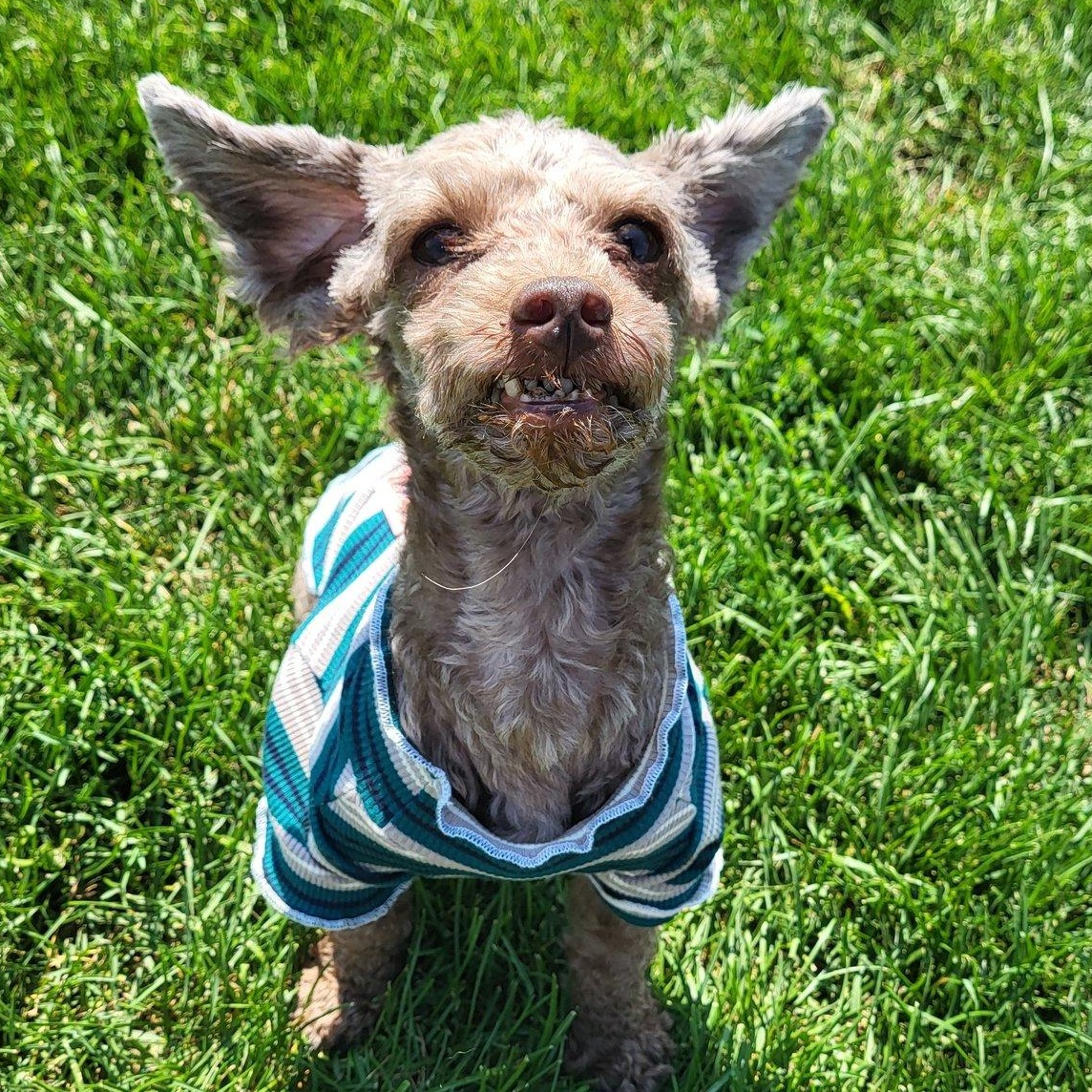 Buddy, an adoptable Miniature Poodle in Chilton, WI, 53014 | Photo Image 6