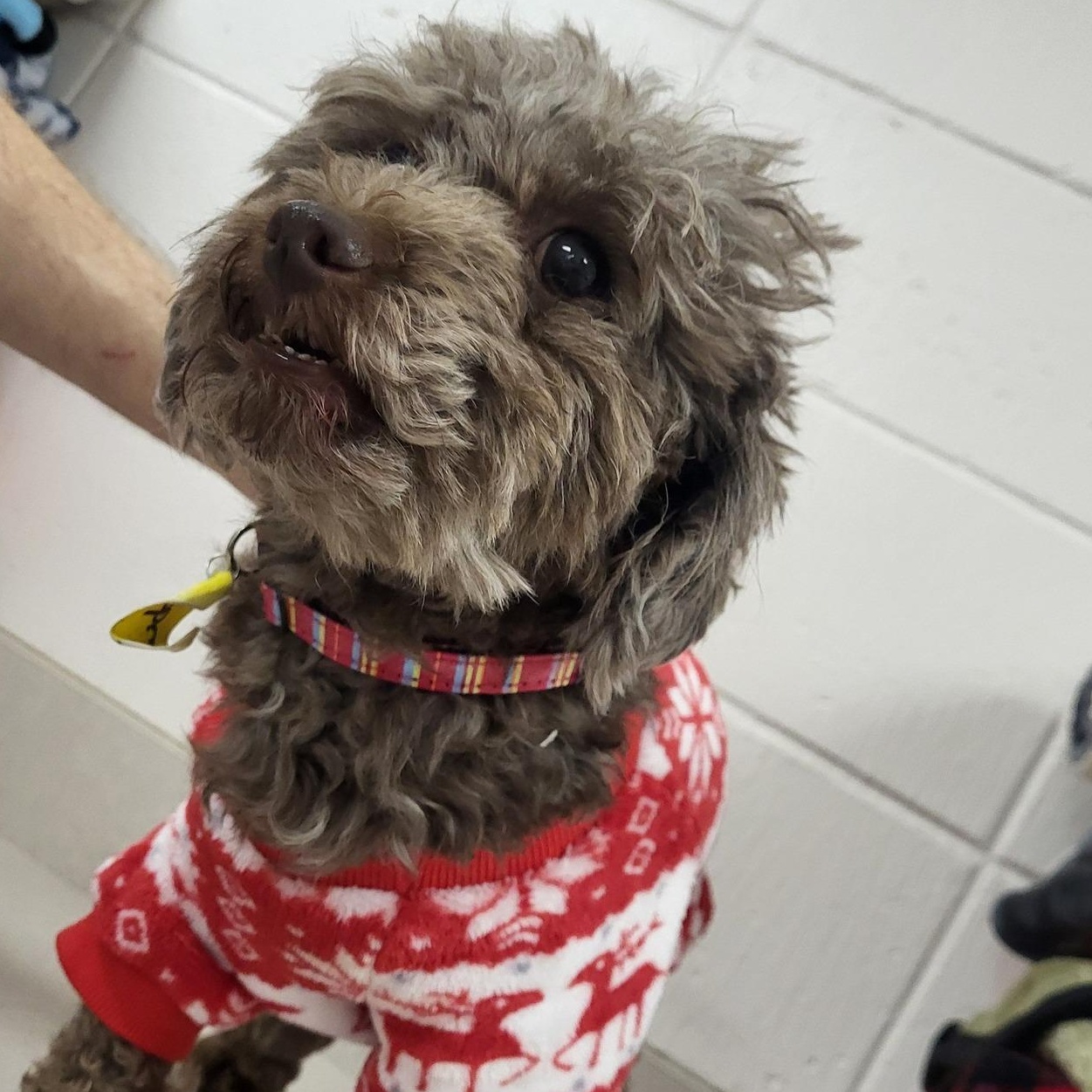 Buddy, an adoptable Miniature Poodle in Chilton, WI, 53014 | Photo Image 2