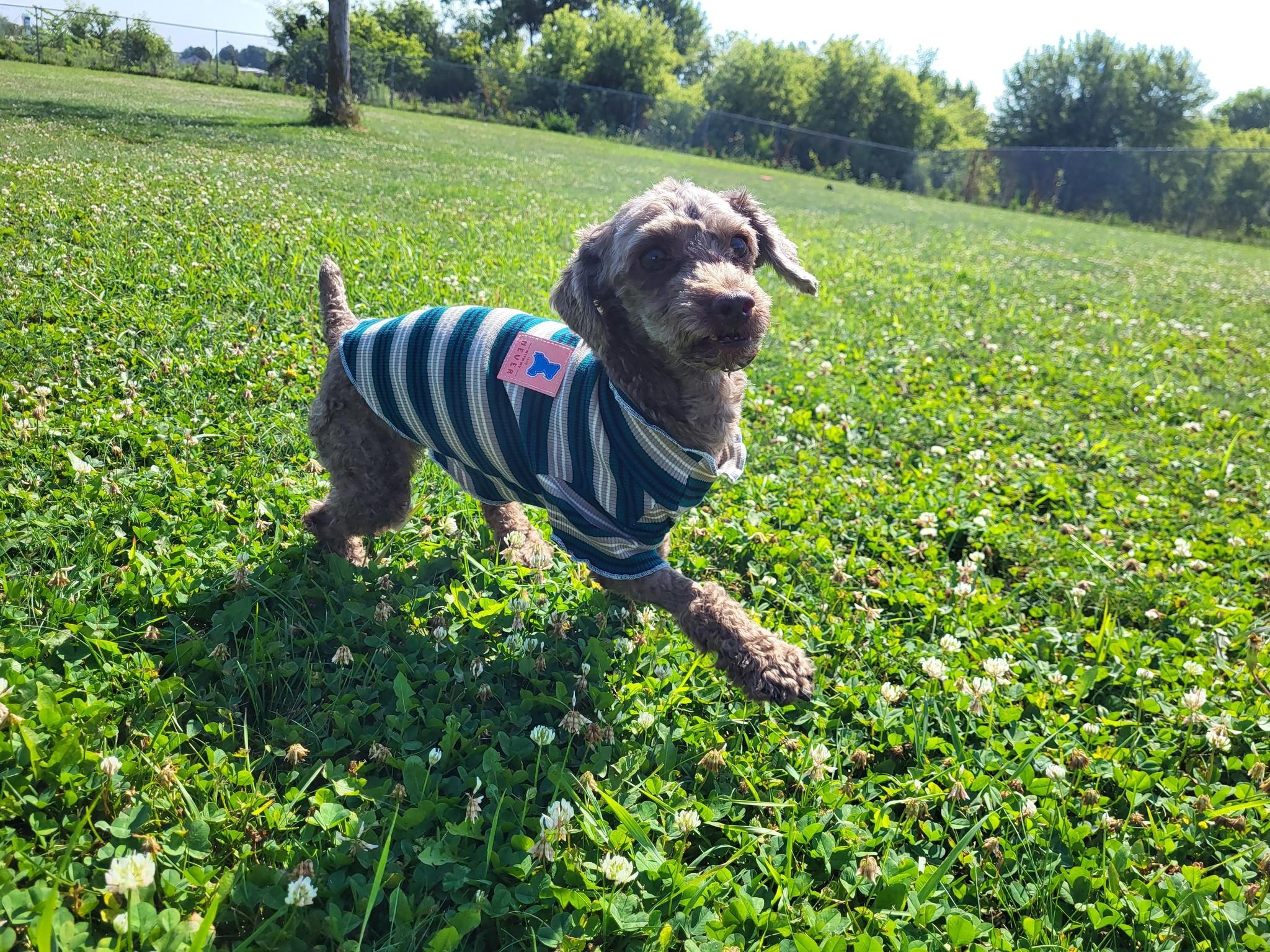 Buddy, an adoptable Miniature Poodle in Chilton, WI, 53014 | Photo Image 5