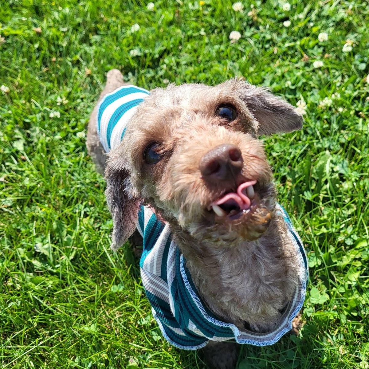 Buddy, an adoptable Miniature Poodle in Chilton, WI, 53014 | Photo Image 1