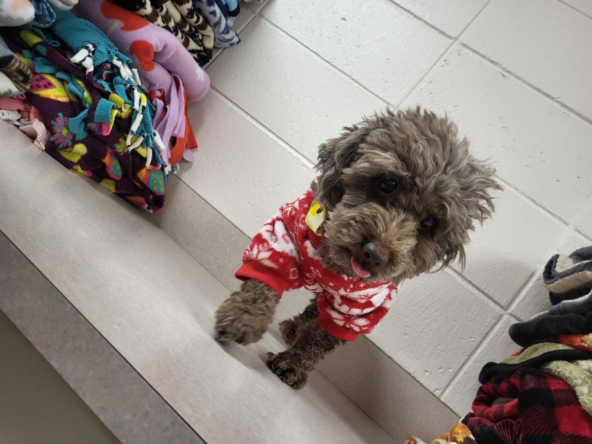 Buddy, an adoptable Miniature Poodle in Chilton, WI, 53014 | Photo Image 3