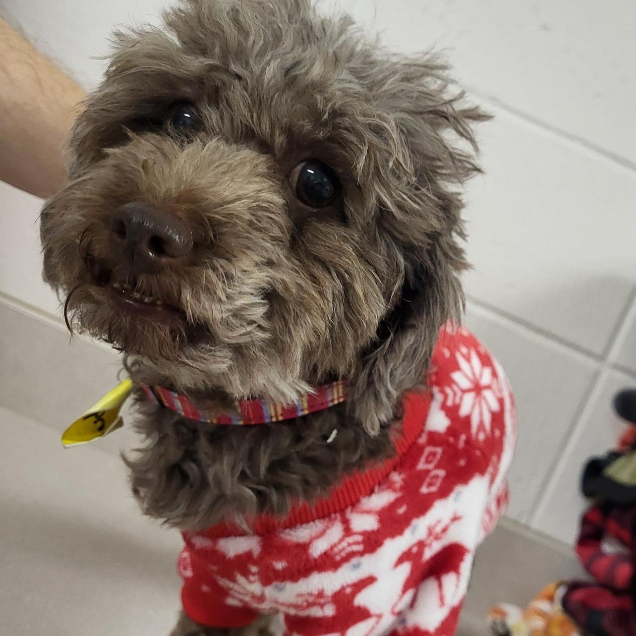 Buddy, an adoptable Miniature Poodle in Chilton, WI, 53014 | Photo Image 4