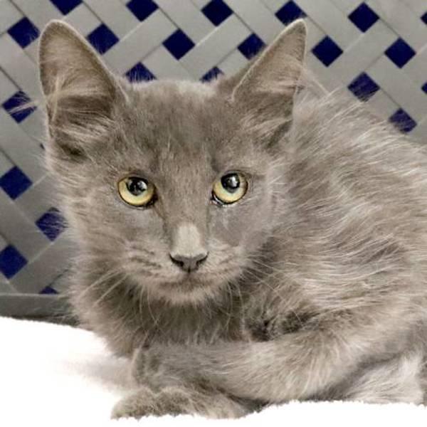 Pippen, Adoptable, Kitten Female Domestic Medium Hair.