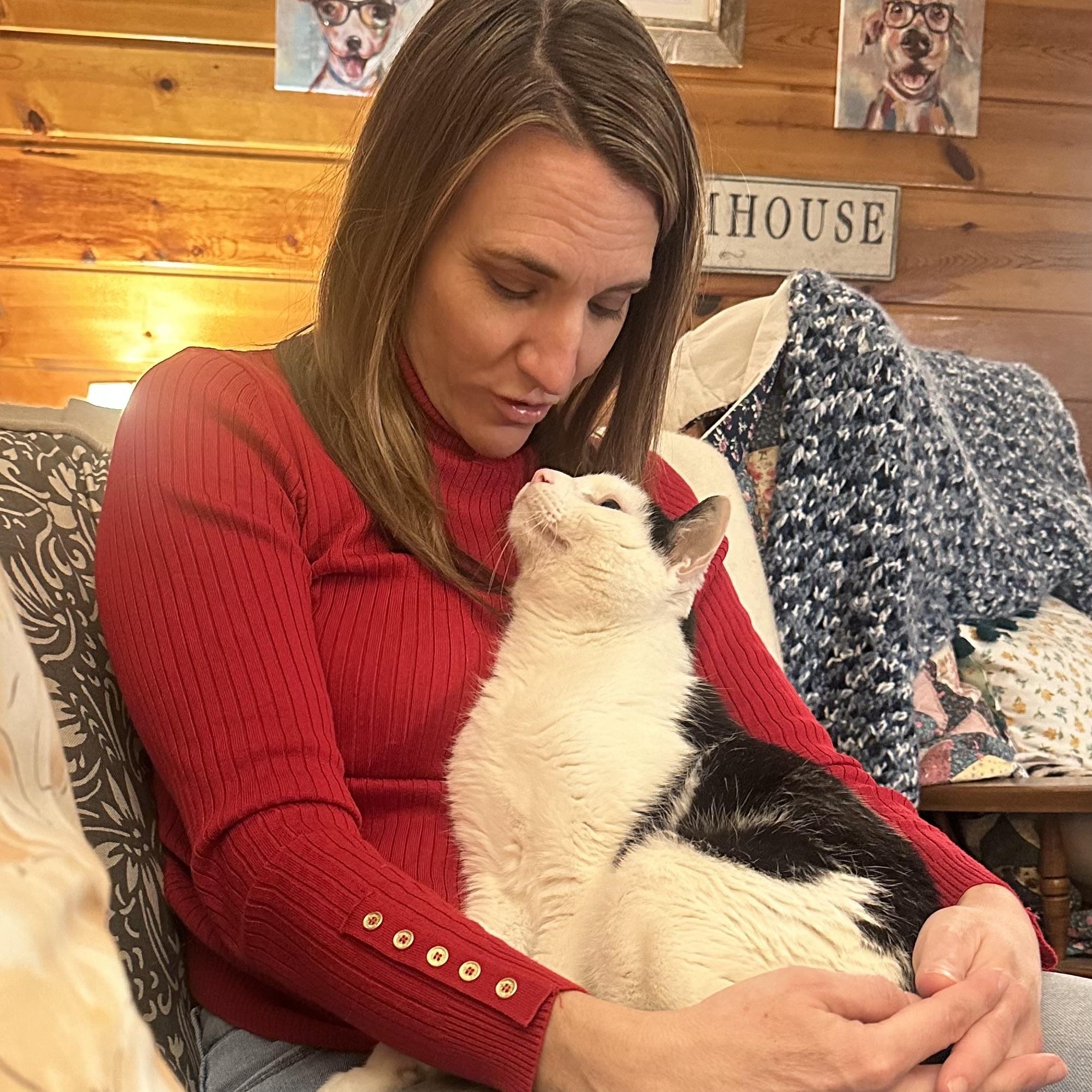 Enlarge Dottie in Colorado , a ADOPTABLE Domestic Short Hair in Boulder, CO image 6/6