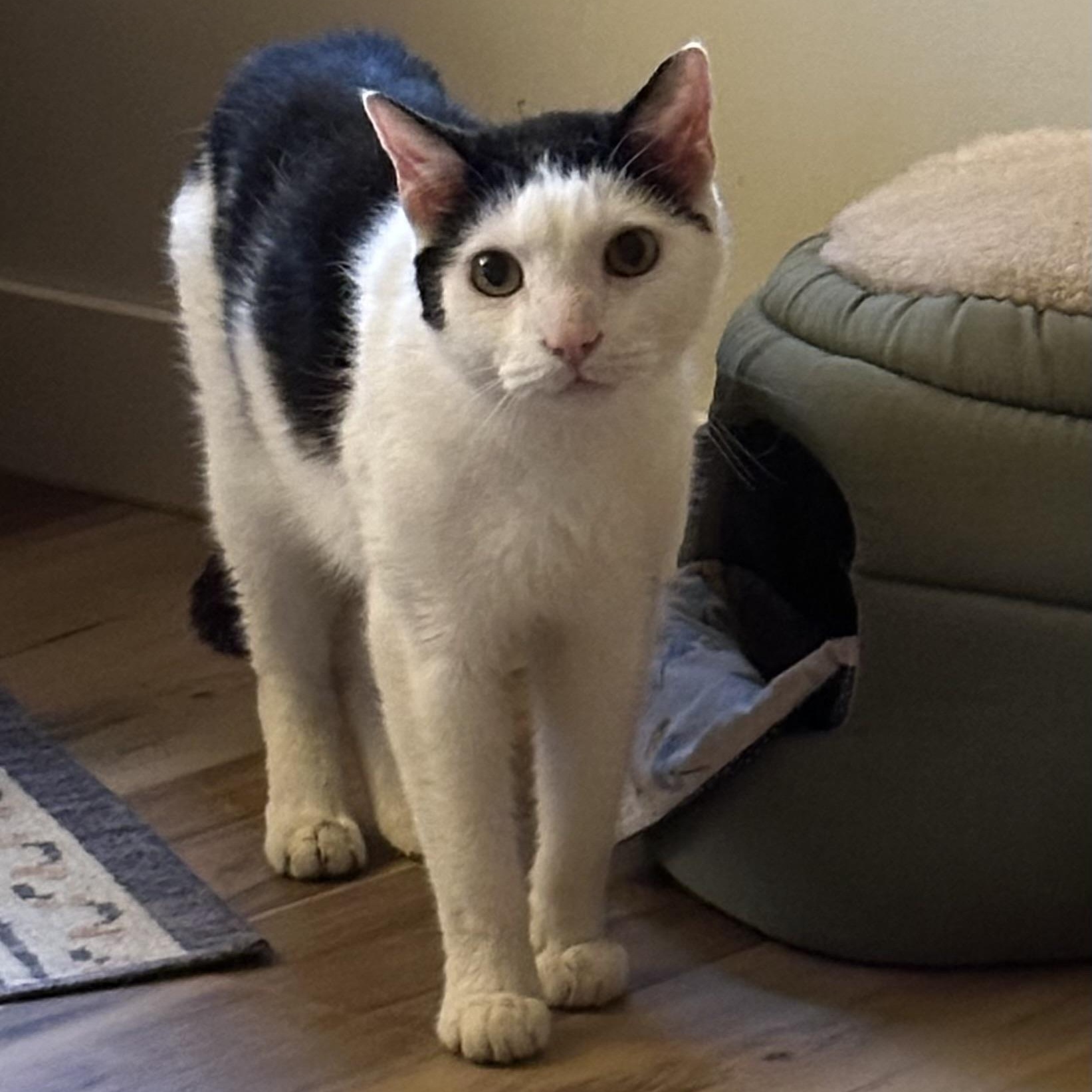 Dottie in Colorado , ADOPTABLE, Senior Female Domestic Short Hair.
