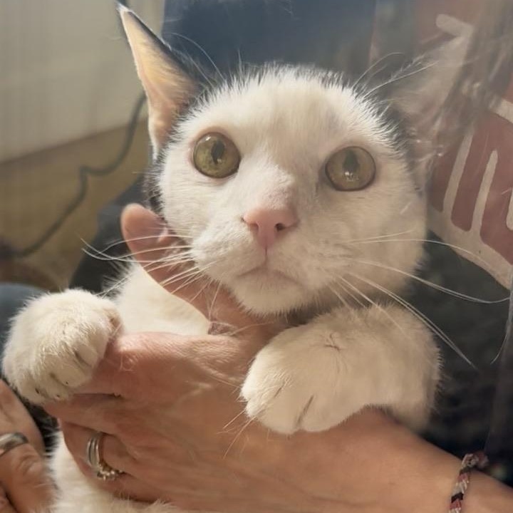 Enlarge Dottie in Colorado , a ADOPTABLE Domestic Short Hair in Boulder, CO image 5/6