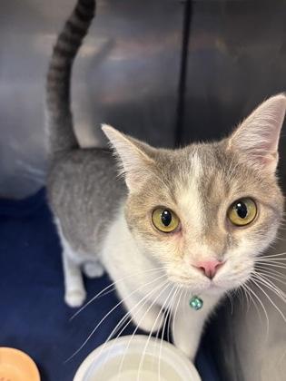 Enlarge Clover, an adopted Domestic Short Hair in Lafayette, IN image 1/1