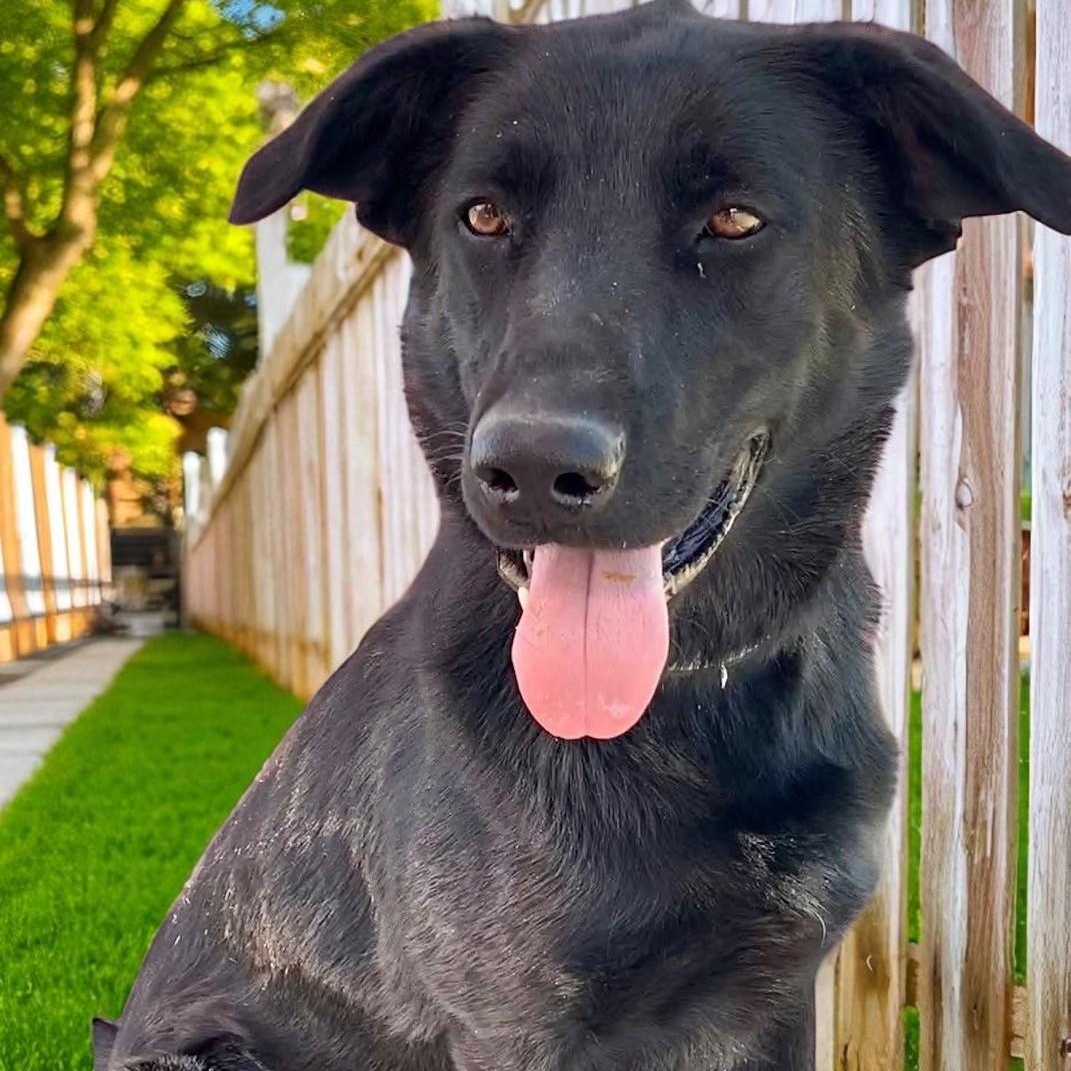 Enlarge Ace, a Adopted mixed breed in Carson City, NV image 1/1