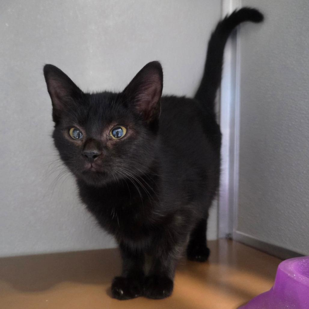 Sweety, Adoptable, Kitten Female Domestic Short Hair.