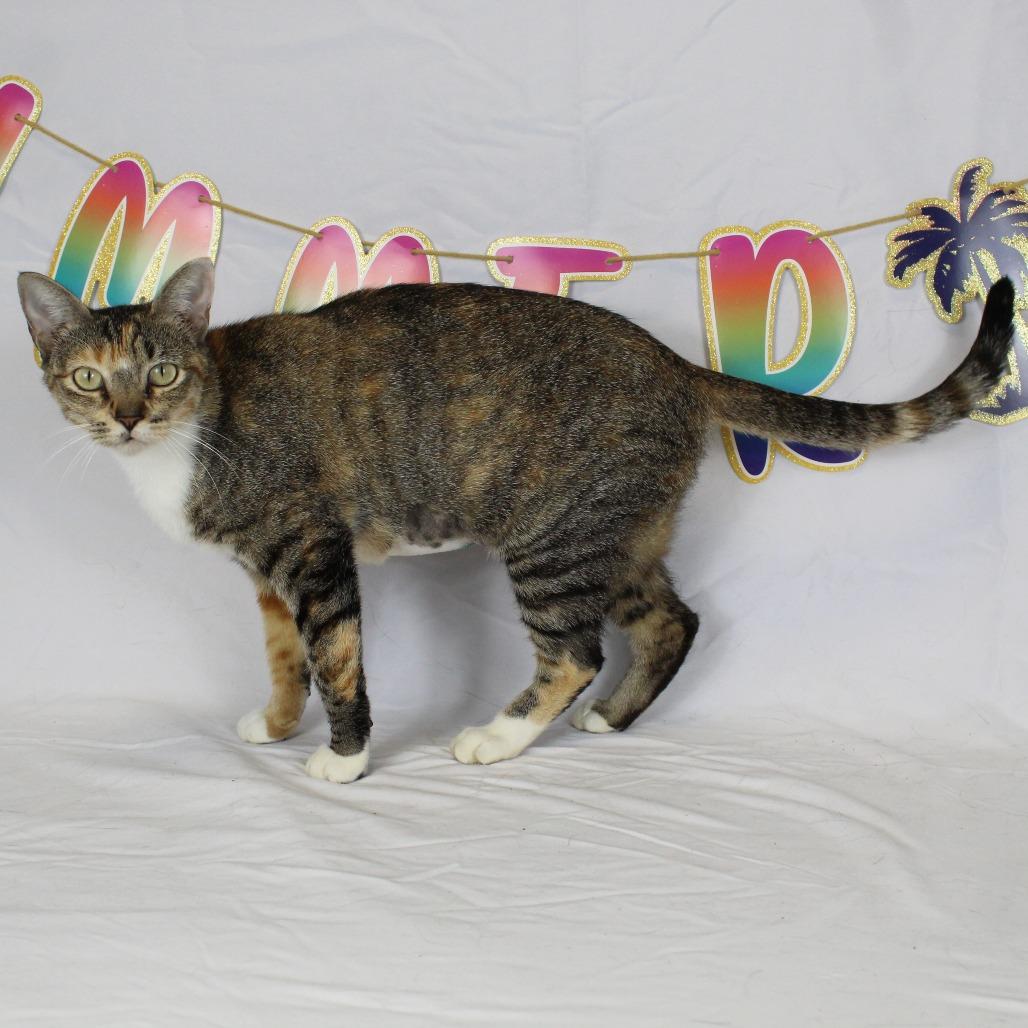 Sweetie, Adoptable, Young Female Domestic Short Hair.