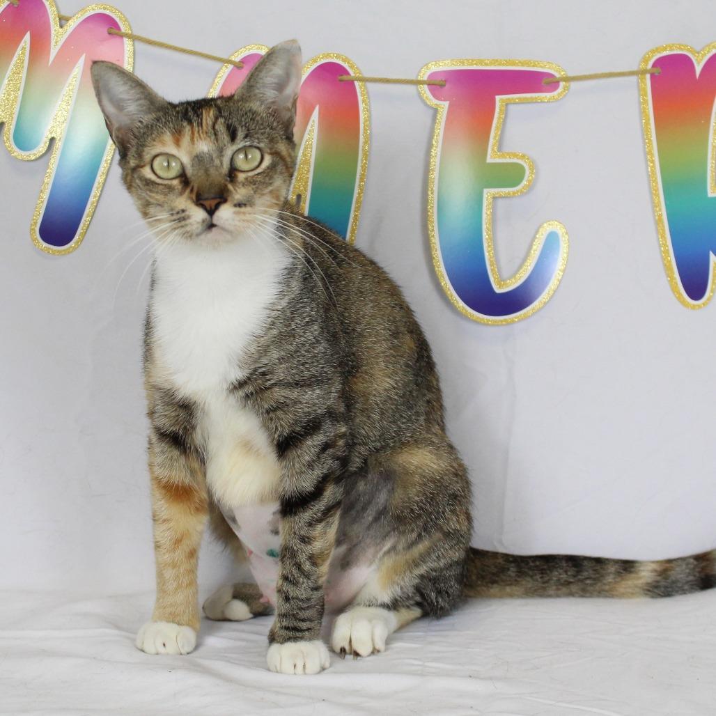 Sweetie, a Adoptable Domestic Short Hair in Webster, TX image 3/6