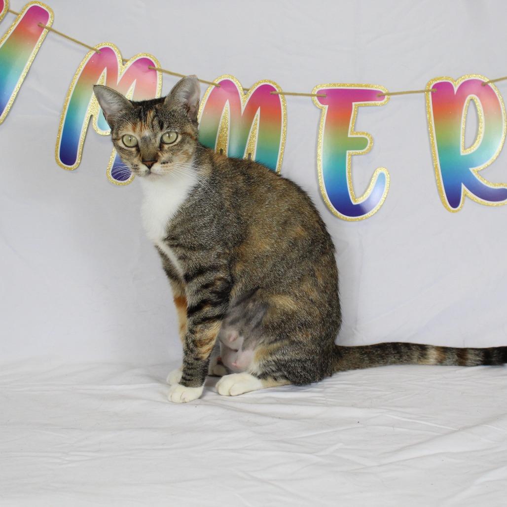 Sweetie, a Adoptable Domestic Short Hair in Webster, TX image 4/6