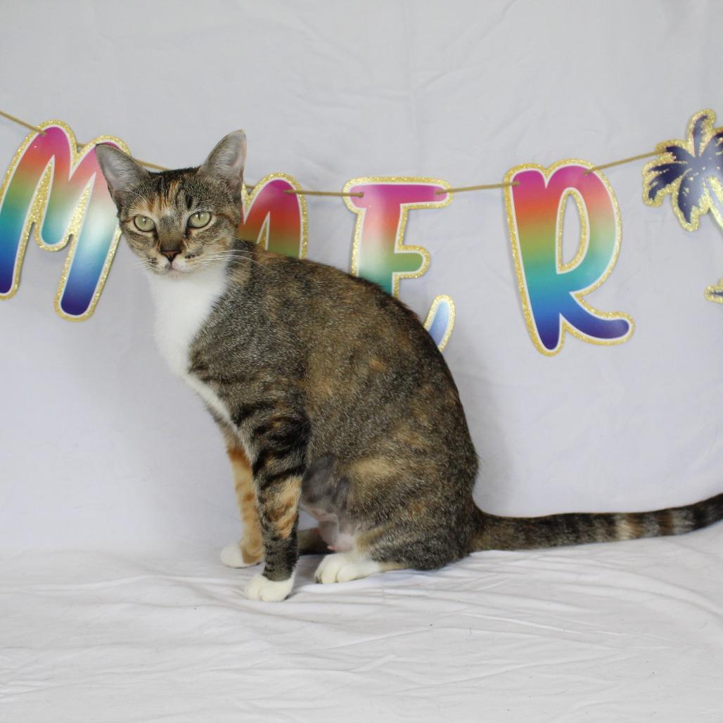 Sweetie, a Adoptable Domestic Short Hair in Webster, TX image 6/6