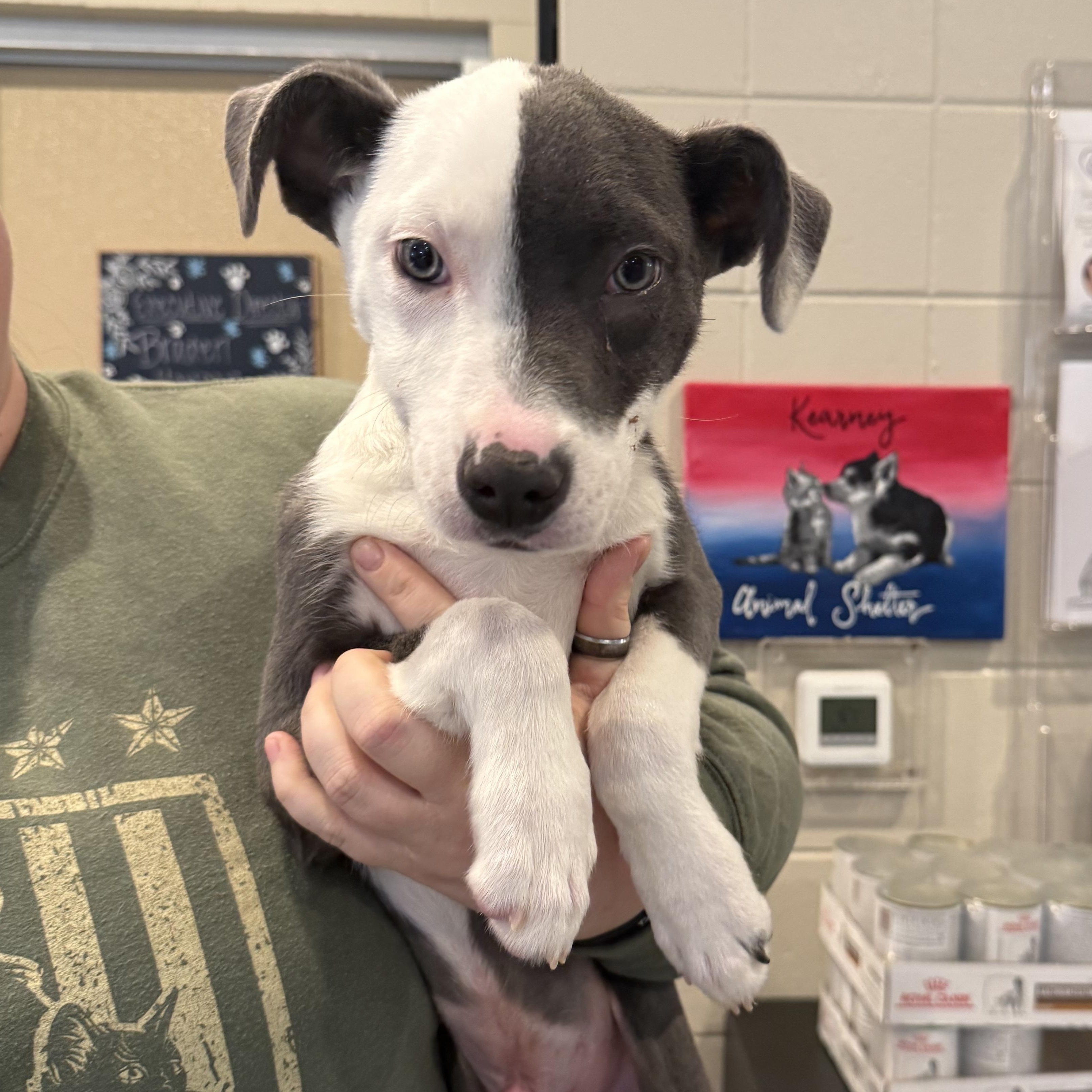 Chico , adoptable, Puppy Male Pit Bull Terrier.