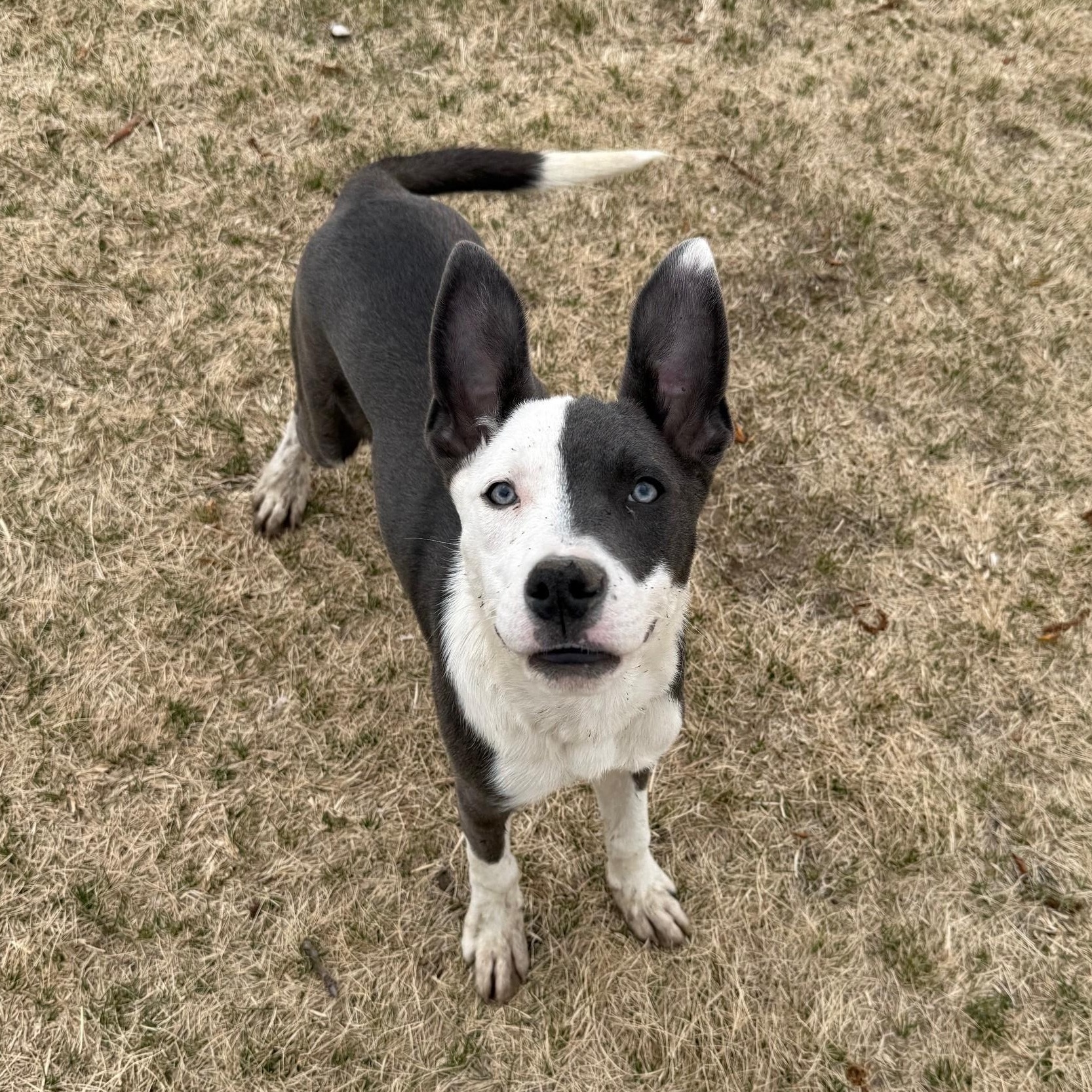 Enlarge Chico , an adoptable Pit Bull Terrier in Kearney, NE image 1/2