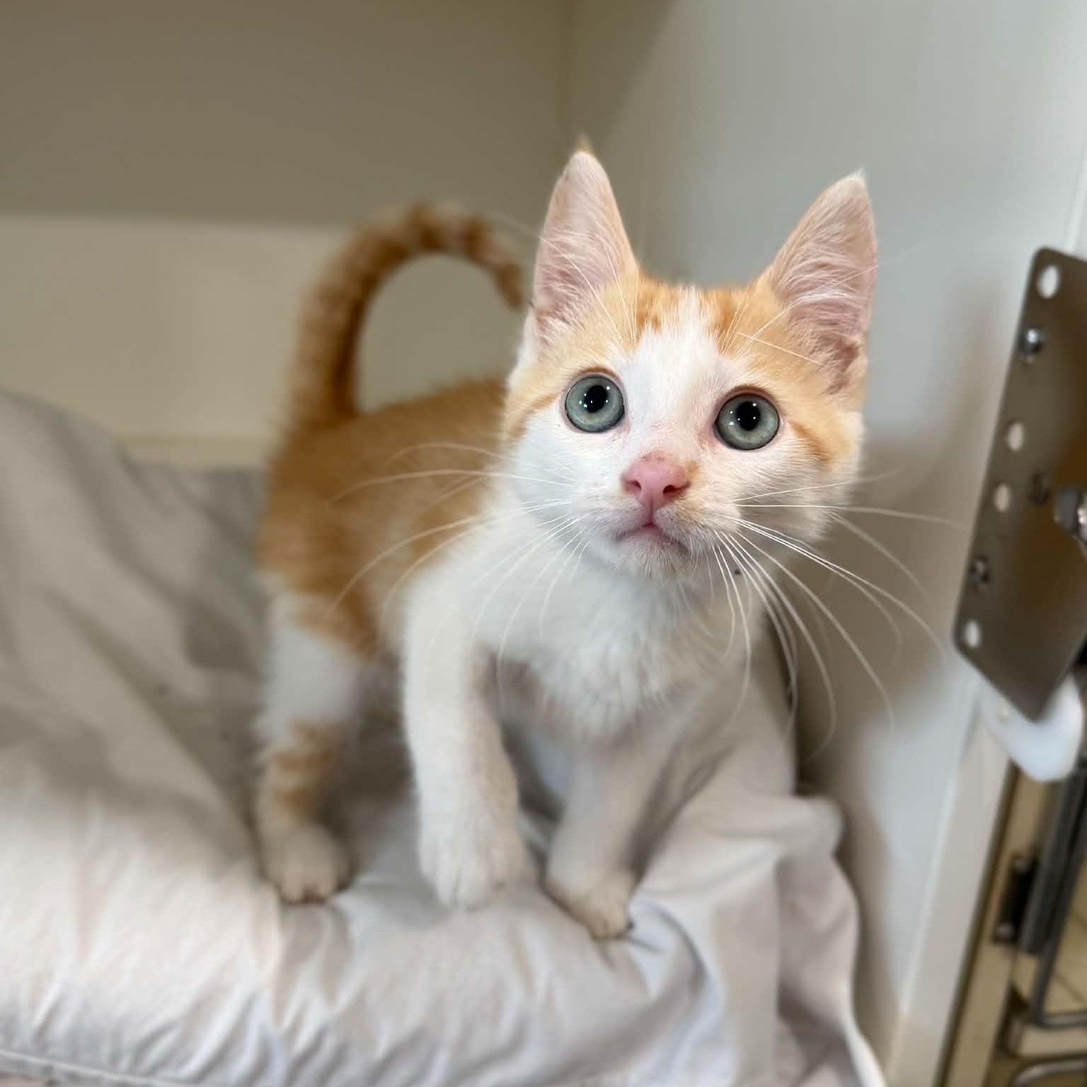 Jack-Jack, an adopted mixed breed in Penn Yan, NY image 4/6