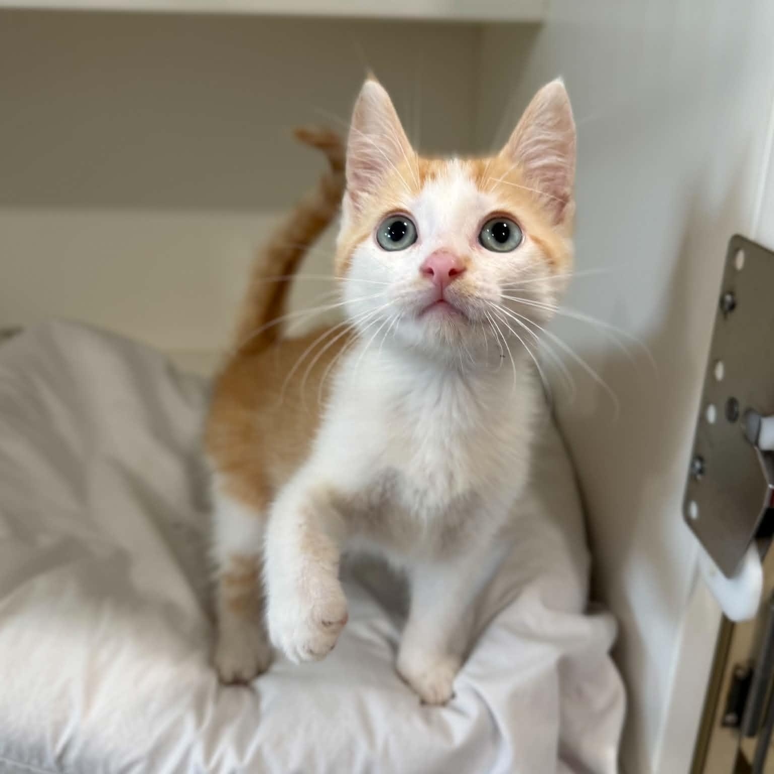 Jack-Jack, adopted, Kitten Male Domestic Short Hair.